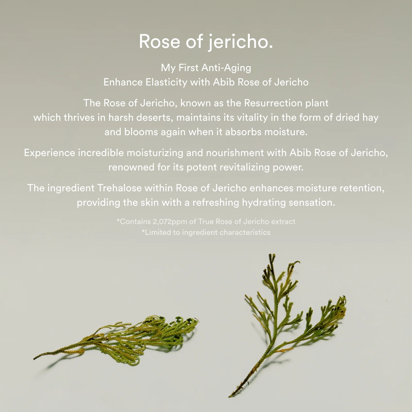 Jericho rose bifida serum Firming drop - Image 4
