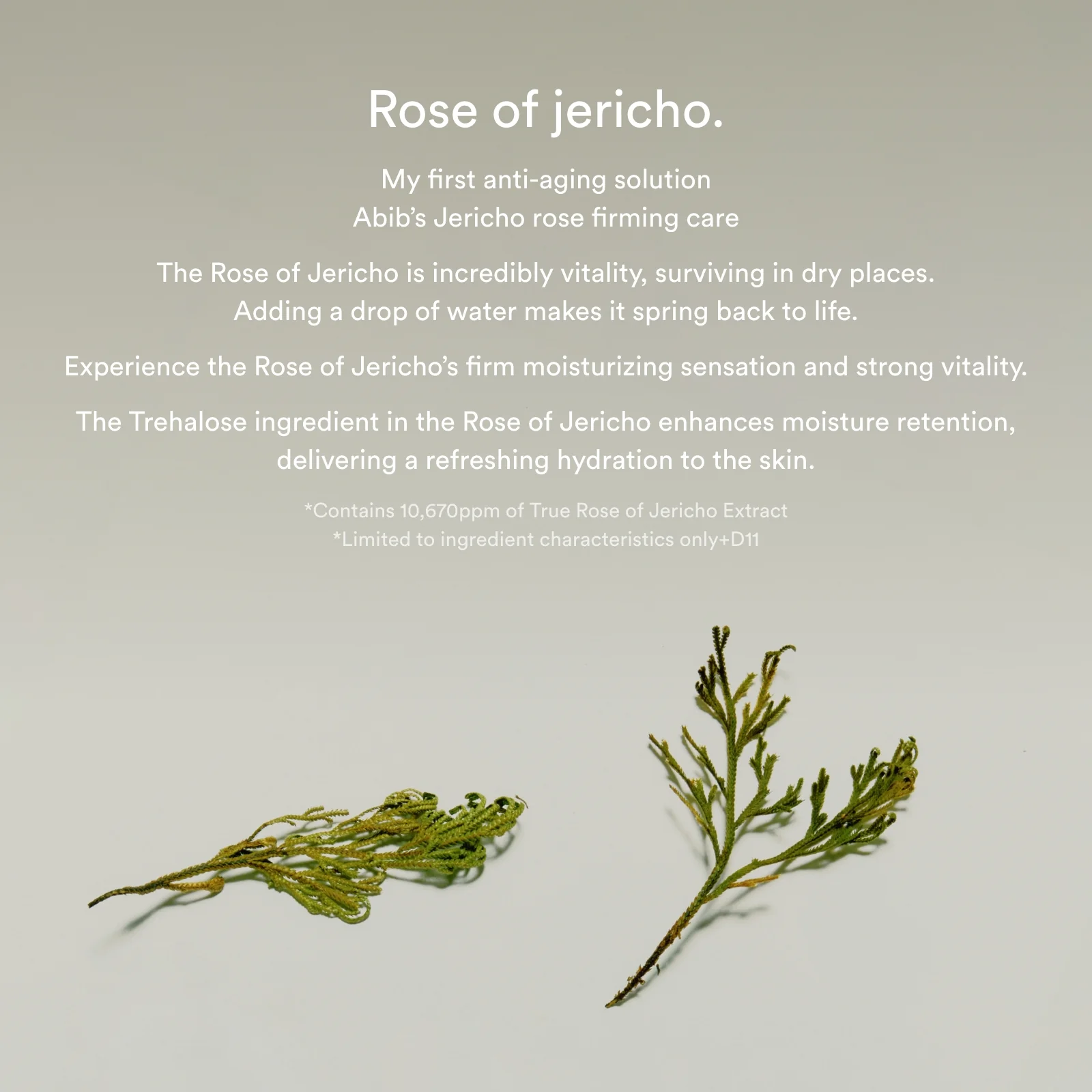 Jericho rose collagen pad Firming touch - Image 5
