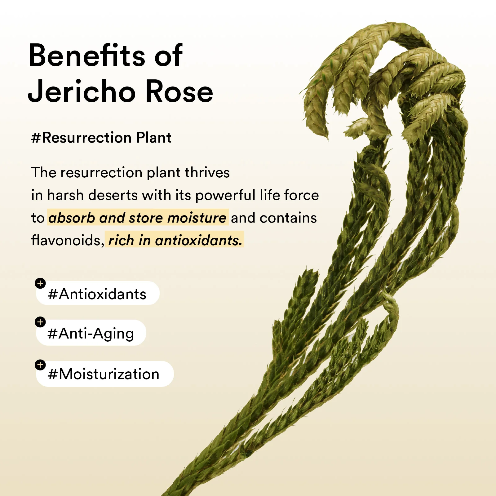 Collagen eye patch Jericho rose jelly - Image 5