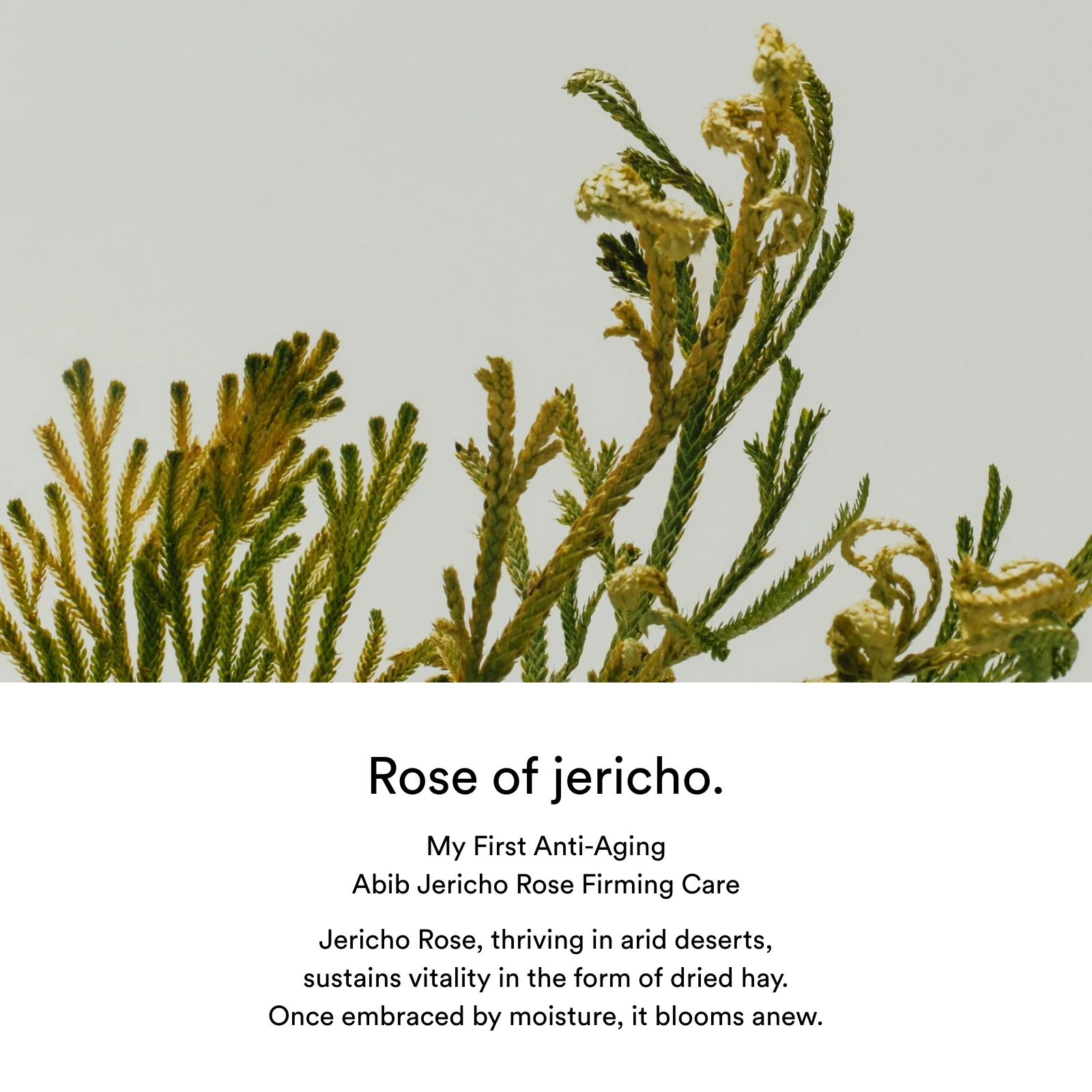 Jericho rose PHA toner Skin booster - Image 7