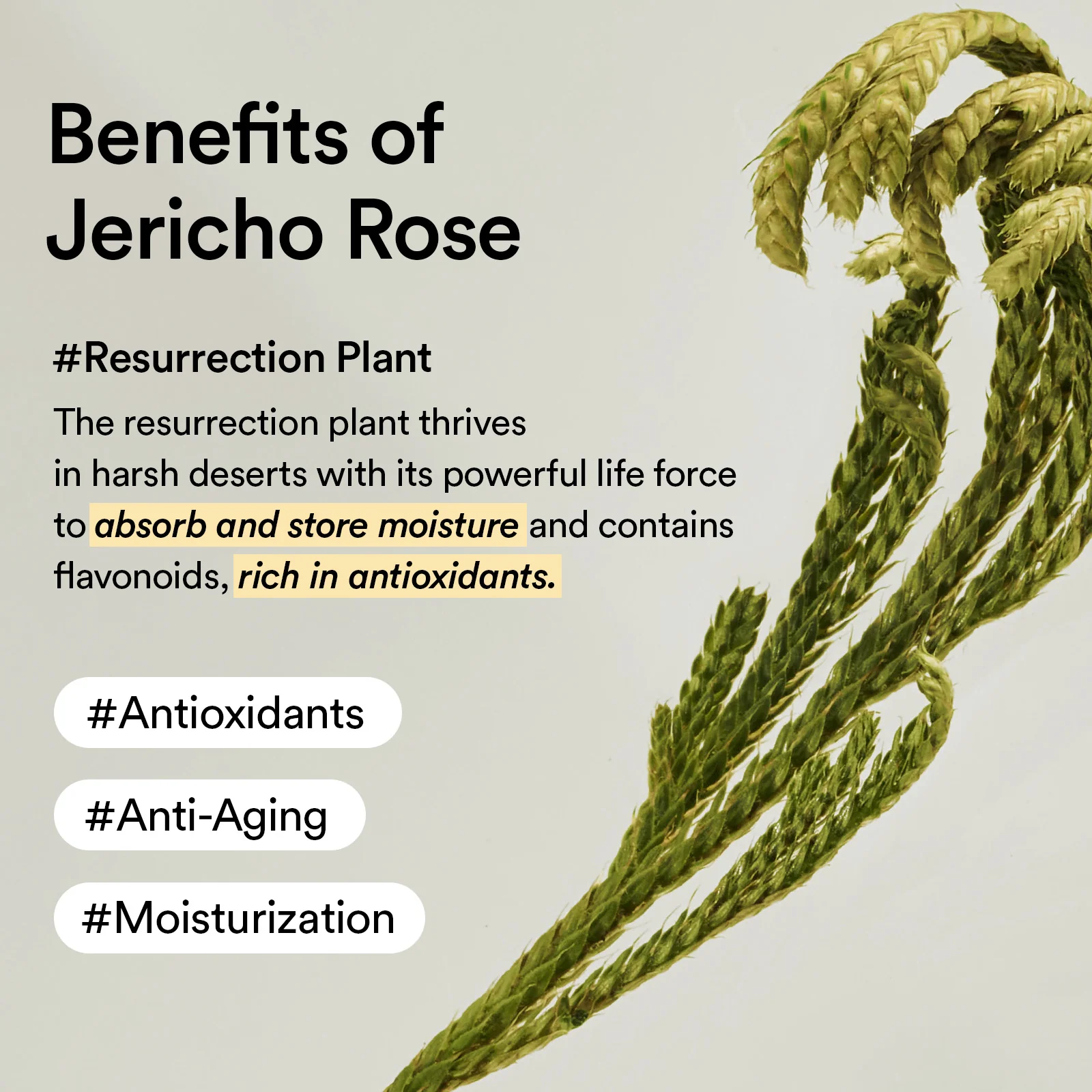 Collagen eye cream Jericho rose tube - Image 8