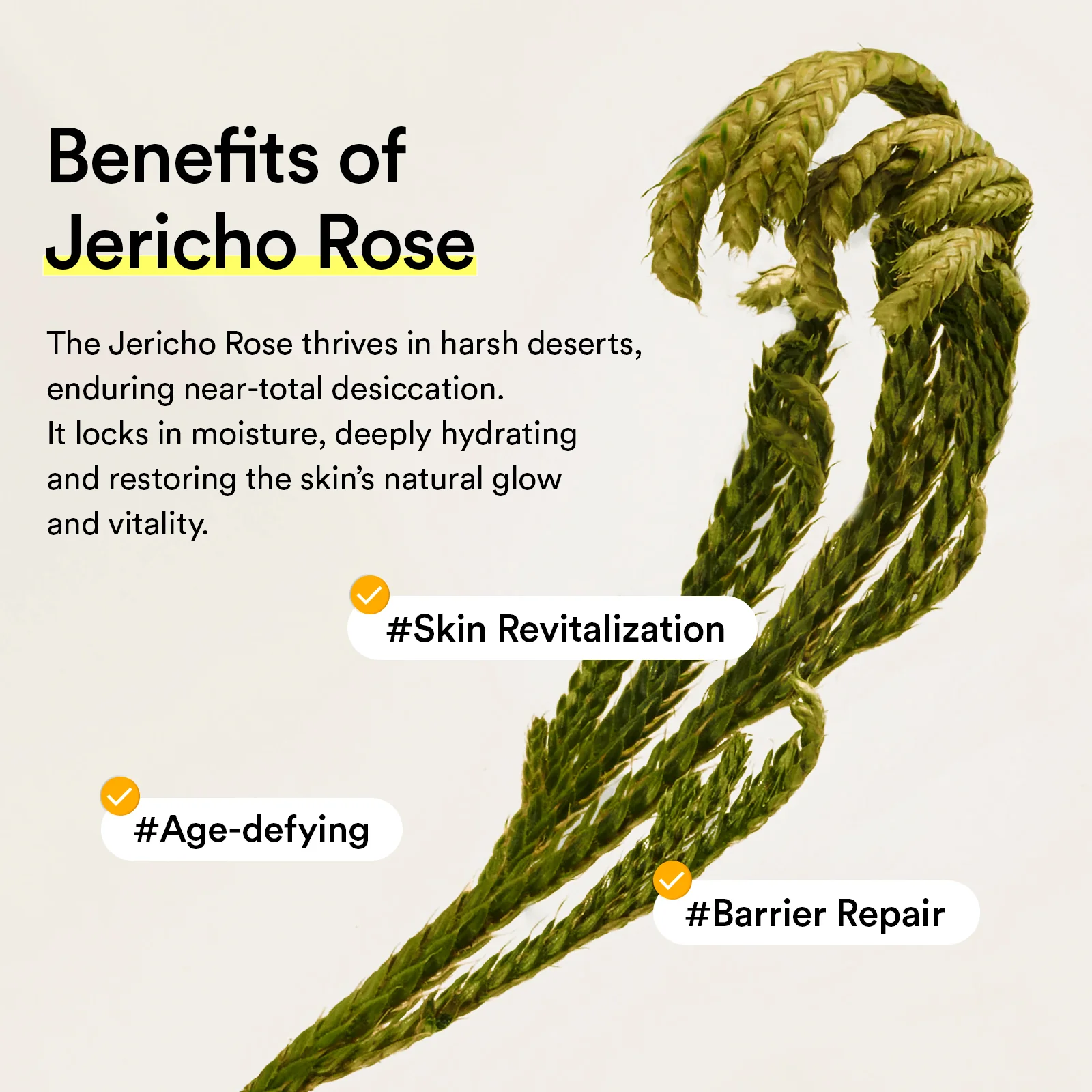 Jericho rose mist serum Glow spray - Image 14